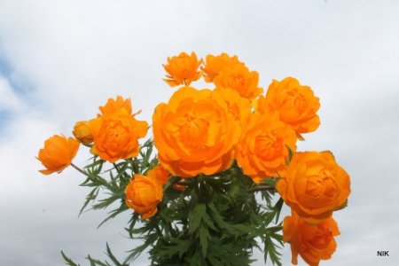 Купальница Сибирская