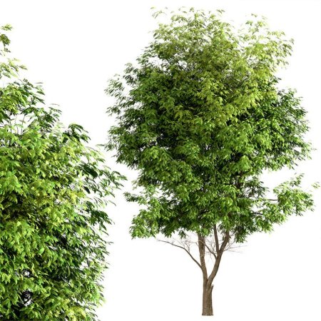 Ясень белый дерево