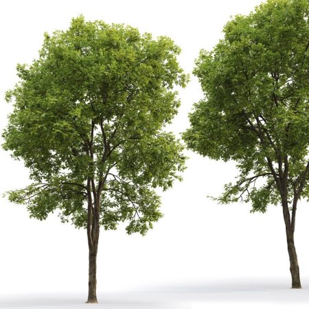 Ash Tree ясень