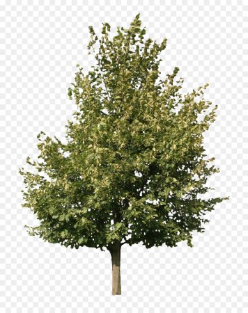 Fraxinus Americana