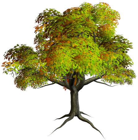 Zanthoxylum clava-Herculis