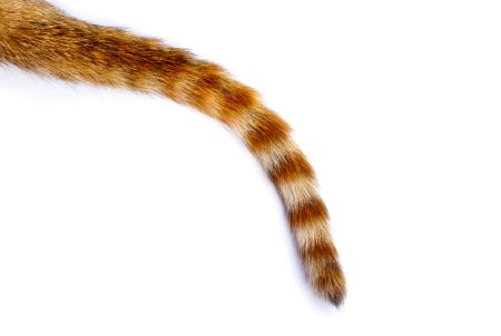 Кошачий хвост