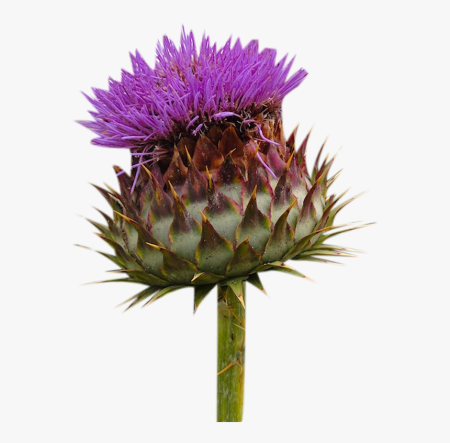 Расторопша Milk Thistle