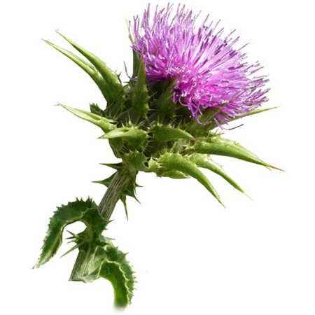 Расторопша Milk Thistle