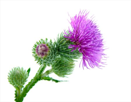 Ru140 репейник (Burdock)