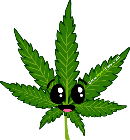Лист марихуаны Cannabis