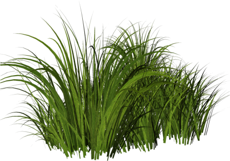 Трава на прозрачном фоне