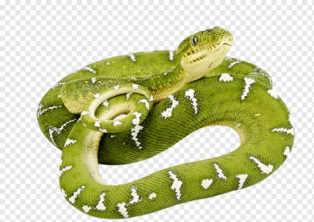 Зеленая змея