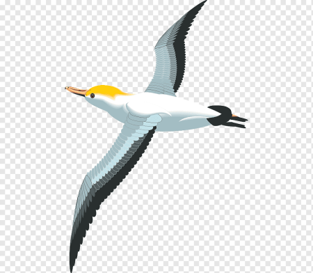 Чайки мультяшные