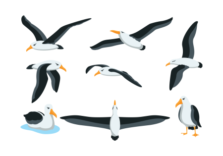 Дети Чайки