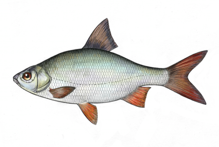 Рыба плотва для детей