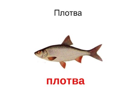 Плотва презентация