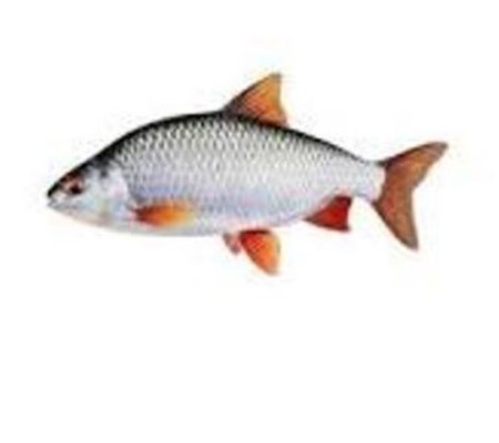 Rutilus rutilus