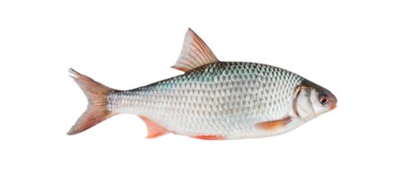 Лещ красноперка