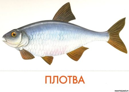 Плотва карточка