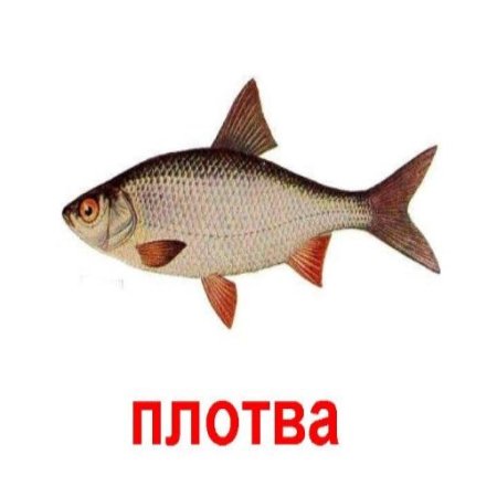 Чебак рыба