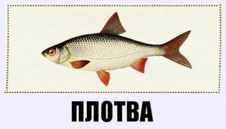 Карп на белом фоне