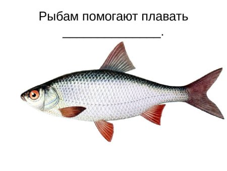 Плотва для детей