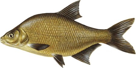 Лещ на прозрачном фоне