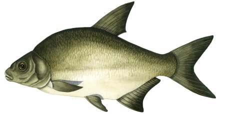 Лещ – Abramis brama