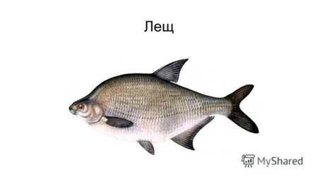 Лещ для детей