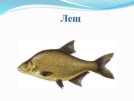Лещ на белом фоне