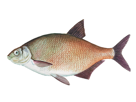 Лещ обыкновенный Abramis brama