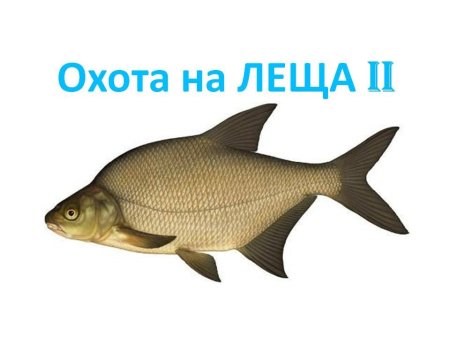 Лещ рисунок