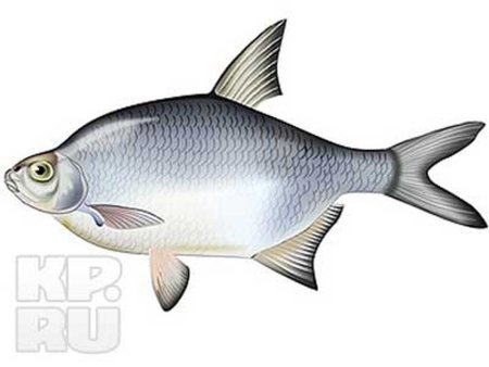 Лещ (Abramis brama l.) промысел