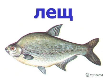 Нарисовать леща