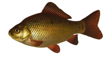 Карась золотой Carassius Carassius