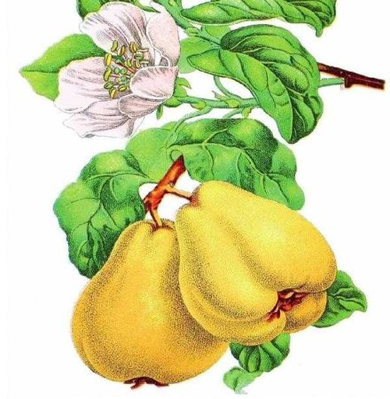 Айва рисунок