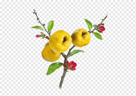 Айва на ветке