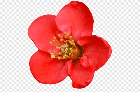 Chaenomeles ЗТП