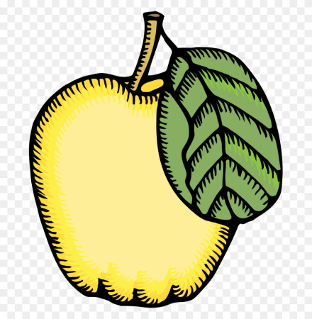 Botanical illustration айва