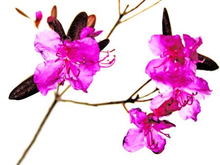 Ветка Багула