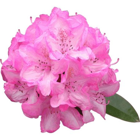 Rhododendron Fryderyk
