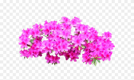 Азалия рододендрон PNG