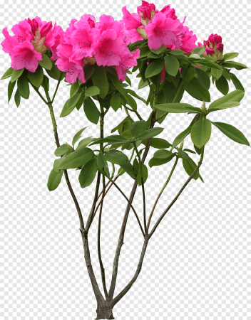 Рододендроны Азалия Олеандр