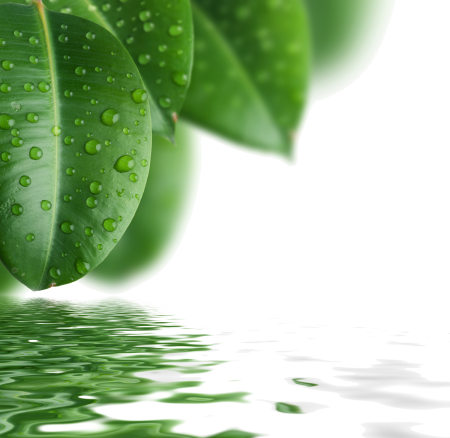 Зеленые листья в воде