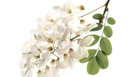 Веточка цветущей акации