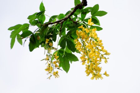 Акация кустарник Gyu