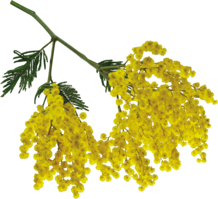 Acacia galpinii