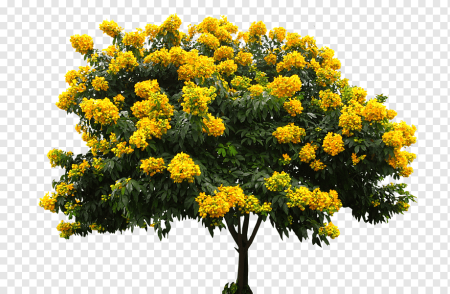Senna macranthera