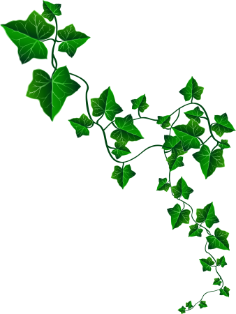 Вьюны вьющиеся растения плющ