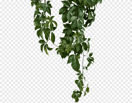Плющ лоза