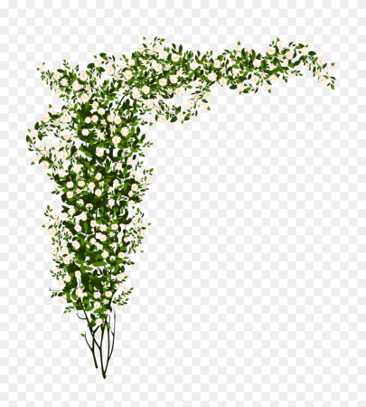Лианы с цветами