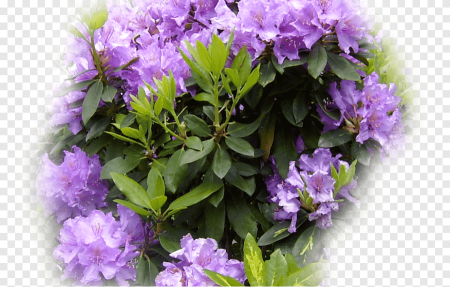Rhododendron subg. Hymenanthes