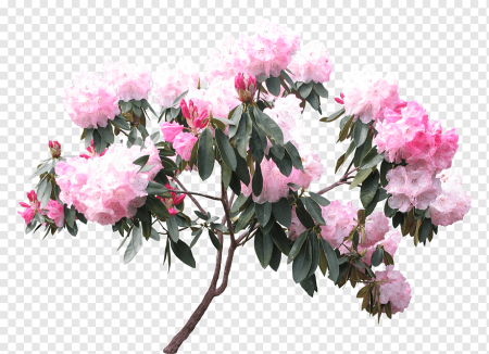 Пионы и Азалия