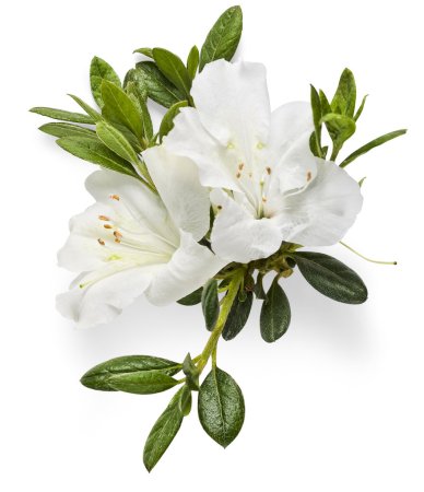 Azalea ветка